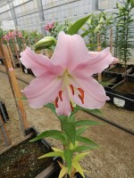 [4337 Berbiano VH No02.JPG]